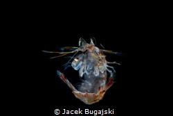 Mantis Shrimp Larval - very late stage. Black Water divin... by Jacek Bugajski 